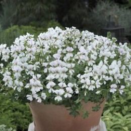 Snow Cascade®